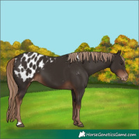 Horse Color:Liver Chestnut Blanket 