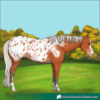 Horse Color:Silver Bay Near Leopard