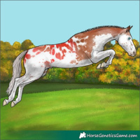 Horse Color:Silver Bay Splash Appaloosa