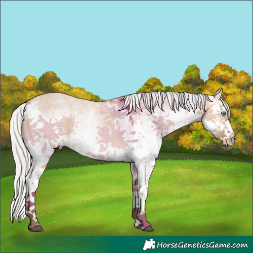 Horse Color:White Spotted Silver Bay Dun Splash 