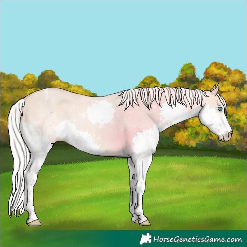 Horse Color:Silver Amber Champagne Dun Splash Tobiano 