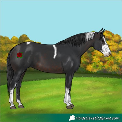 Horse Color:Brown Sabino Tobiano