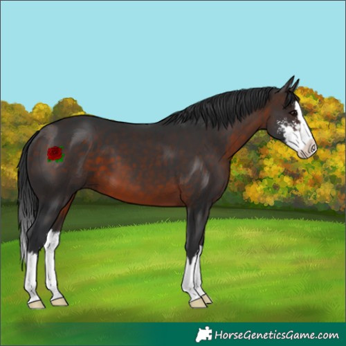 Horse Color:Bay Sabino Splash 