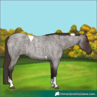 Horse Color:Liver Red Roan Tobiano