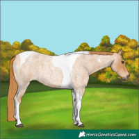 Horse Color:Red Roan Tobiano 