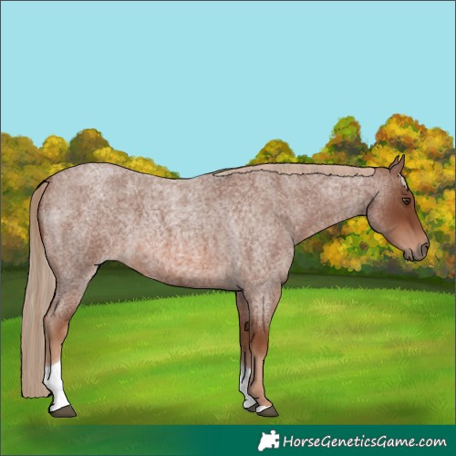 Horse Color:Red Roan Tobiano
