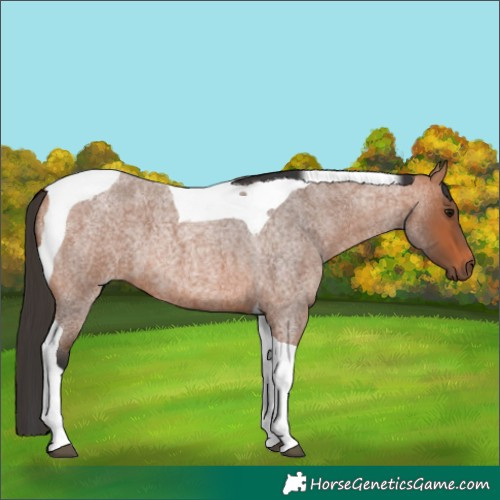 Horse Color:Bay Roan Tobiano