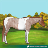 Horse Color:Red Roan Tobiano