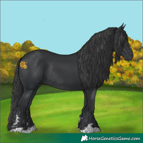 Horse Color:Black Rabicano 