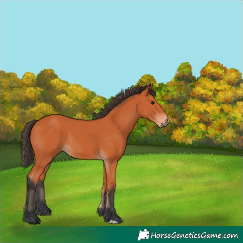 Horse Color:Bay Rabicano 