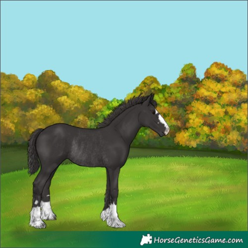 Horse Color:Smoky Black Rabicano 