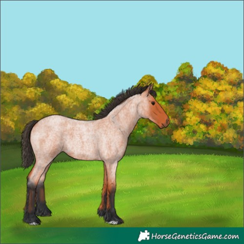 Horse Color:Bay Roan Rabicano 