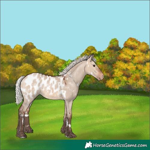 Horse Color:White Spotted Silver Bay Dun Mushroom Appaloosa 