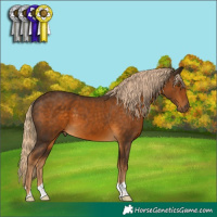 Horse Color:Chocolate Palomino 