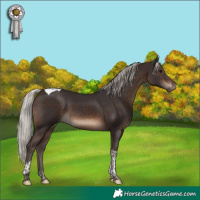 Horse Color:Silver Brown Tobiano 