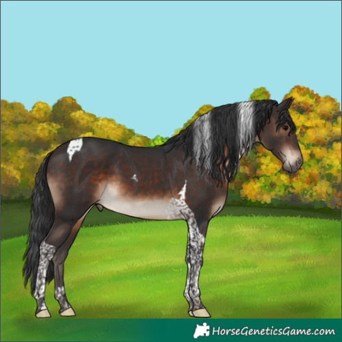 Horse Color:Brown Tobiano
