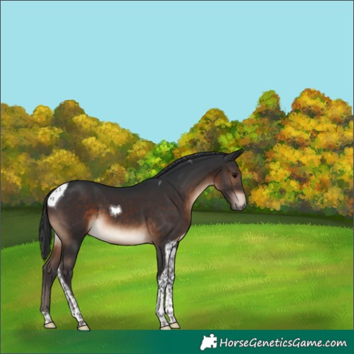 Horse Color:Brown Tobiano 