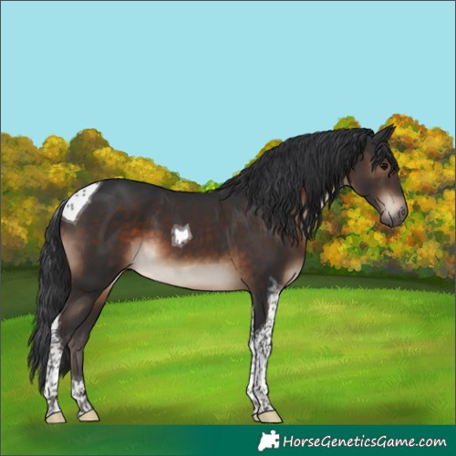 Horse Color:Brown Tobiano 