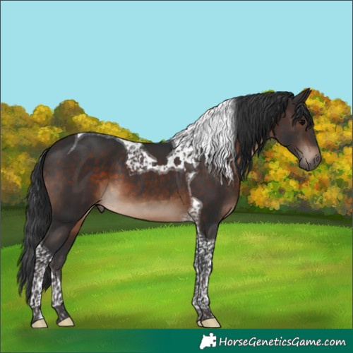 Horse Color:Brown Tobiano