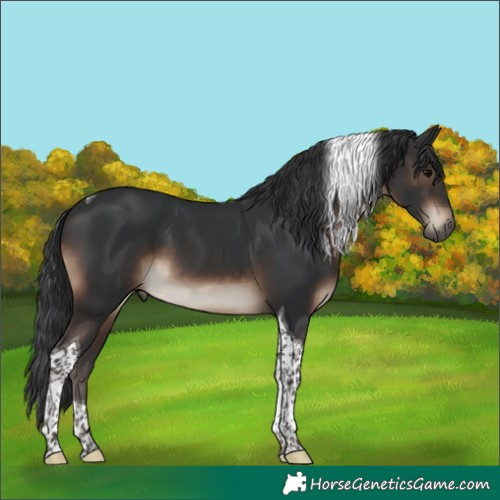 Horse Color:Brown Tobiano