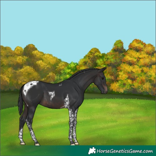 Horse Color:Brown Tobiano 