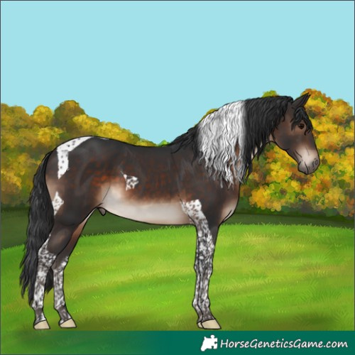 Horse Color:Brown Tobiano