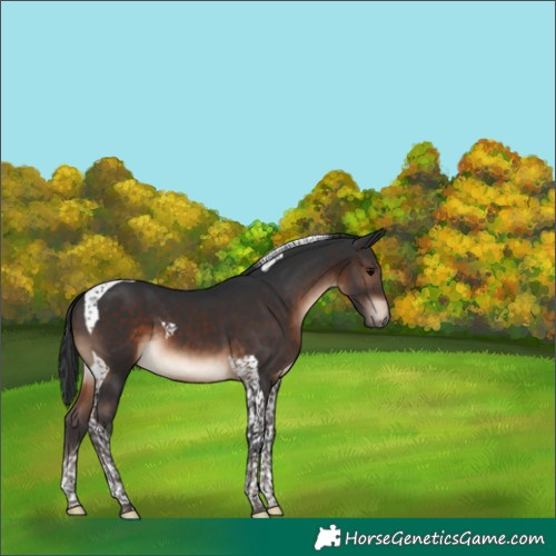 Horse Color:Brown Tobiano 