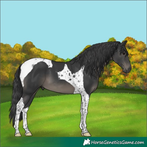 Horse Color:Black Tobiano
