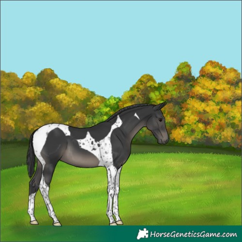 Horse Color:Black Tobiano 