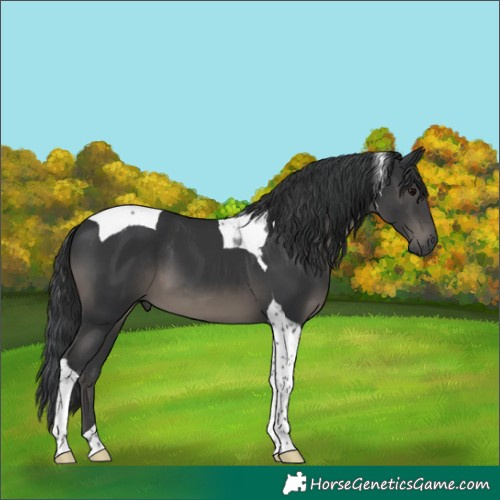 Horse Color:Black Tobiano 