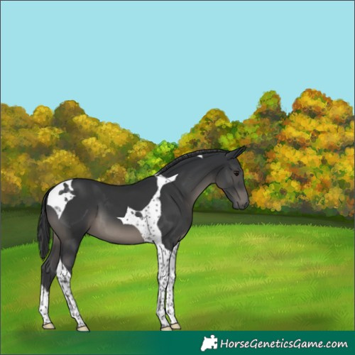 Horse Color:Black Tobiano 