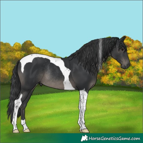Horse Color:Black Tobiano Rabicano 