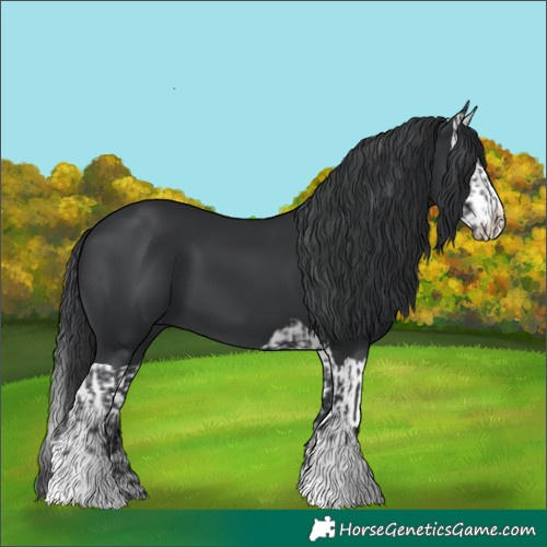 Horse Color:Black and Black Splash