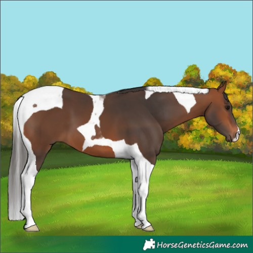 Horse Color:Bay Tobiano