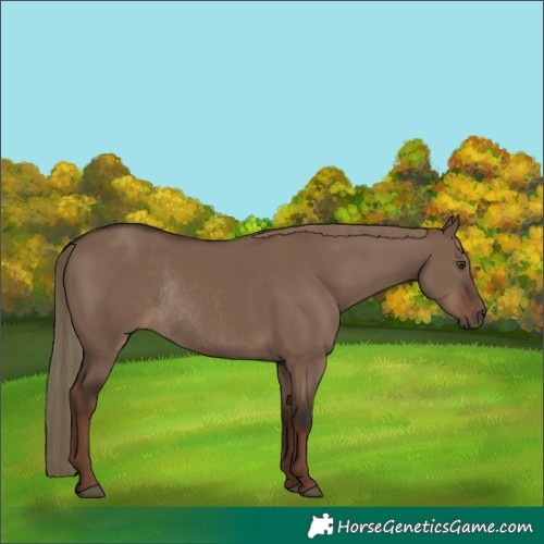Horse Color:Liver Red Dun Rabicano