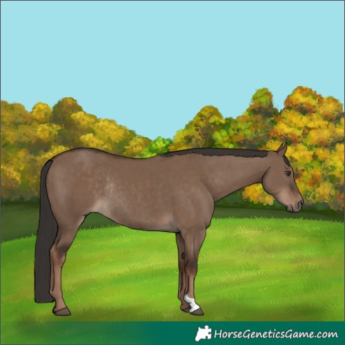 Horse Color:Liver Red Dun Rabicano 