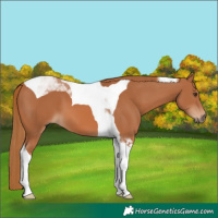 Horse Color:Chestnut Tobiano 