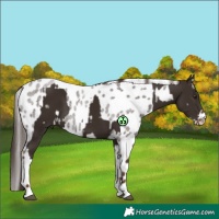 Horse Color:Liver Chestnut Tobiano  and Liver Red Roan Appaloosa 