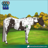 Horse Color:Liver Chestnut Tobiano and Liver Red Roan Appaloosa