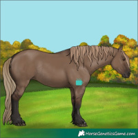 Horse Color:Liver Red Dun Rabicano