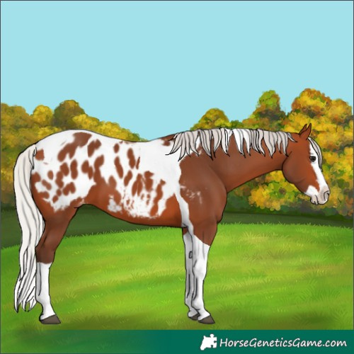 Horse Color:Silver Bay Splash Tobiano Appaloosa 