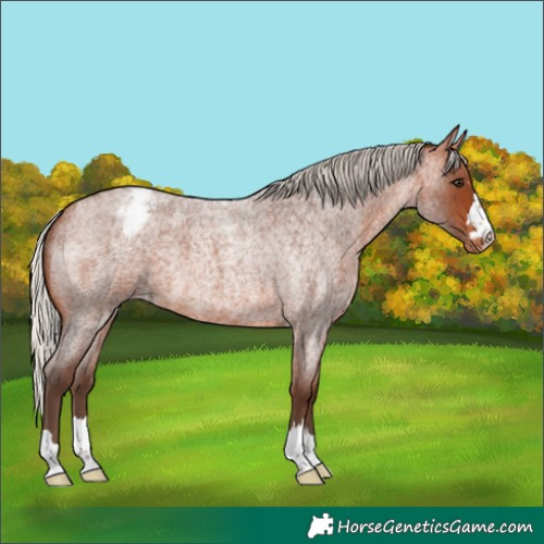 Horse Color:Silver Brown Roan Appaloosa 