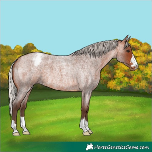 Horse Color:Silver Brown Roan Snowcap