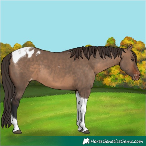 Horse Color:Brown Dun Tobiano Blanket