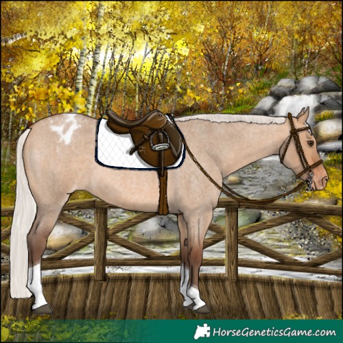Horse Color:Silver Bay Roan Dun Tobiano Appaloosa 