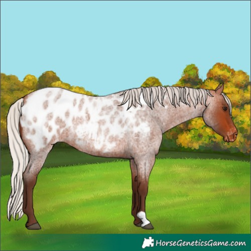 Horse Color:Silver Bay Roan Blanket 