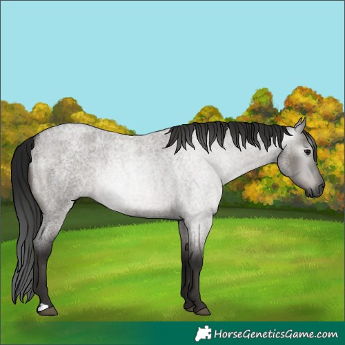Horse Color:Gray Grullo Roan