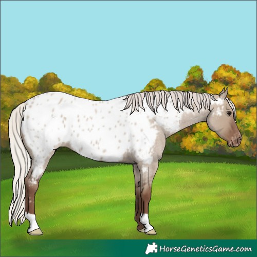 Horse Color:Silver Grullo Roan Near Leopard