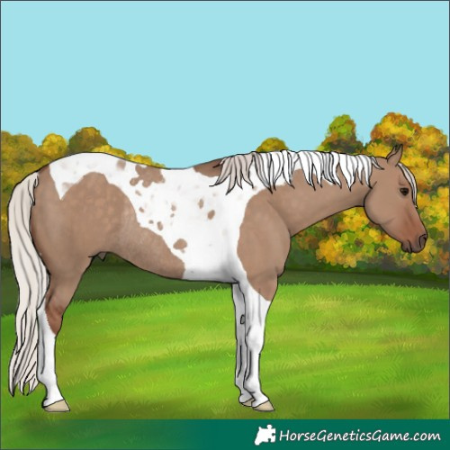 Horse Color:Silver Grullo Tobiano Rabicano 