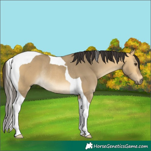 Horse Color:Buckskin Dun Tobiano Rabicano